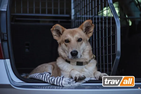 Bild: Sortimentserweiterung bei Travall: Fahrzeugspezifische Hundegitter und Laderaumteiler für Audi e-tron