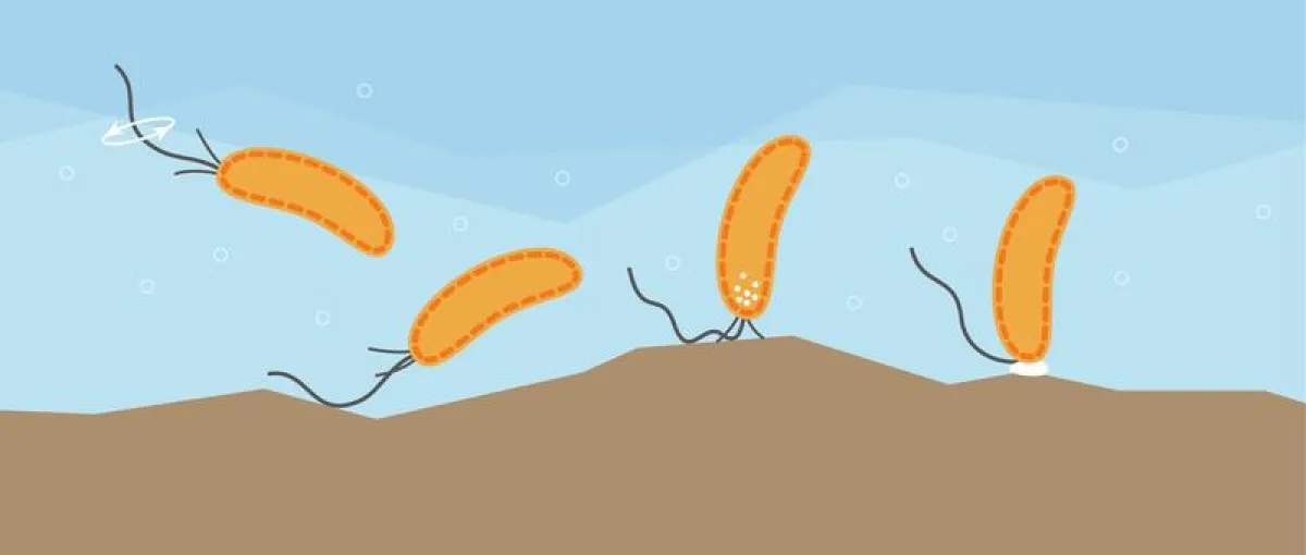Sense of touch: Swimming bacteria can sense surfaces with the flagellum. (University of Basel, Biozentrum)