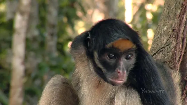 Klimaschutz Kammerkonzert am 22.09.2012 in Berlin um 19.30 Uhr im Meistersaal Bild: Klimaschutz Kammerkonzert am 22.09.2012 in Berlin um 19.30 Uhr im Meistersaal