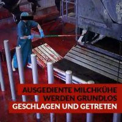 Bild: Ministerium machtlos: Tierquälerei in niedersächsischen Schlachthäusern -Videoüberwachung gescheitert