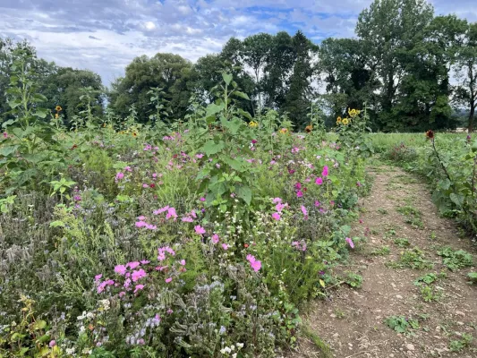Bild: Feldwerbung (Field Ads, Logoanbau) mit Blumen bringt Artenvielfalt und OOH Werbe-Impact