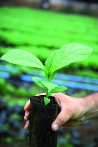 Bild: Investieren in Teak: renditestarke Vorsorge mit Verantwortung