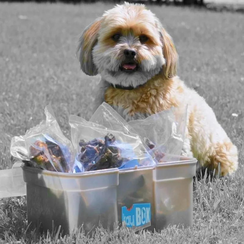 Kauartikel für den kleinen Hund in der KauBox
