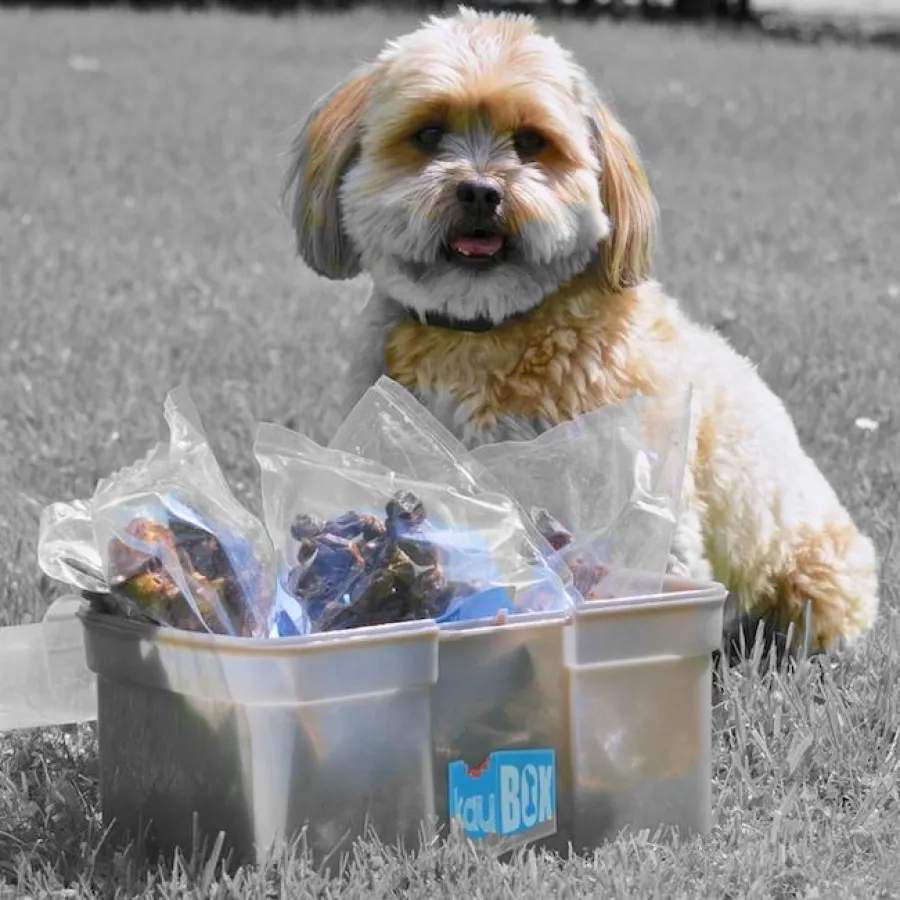 Kauartikel für den kleinen Hund in der KauBox