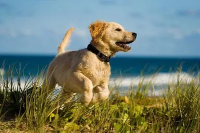 Tierhalterhaftpflicht: Müssen Hundebesitzer eine Versicherung abschließen? Bild: Tierhalterhaftpflicht: Müssen Hundebesitzer eine Versicherung abschließen?