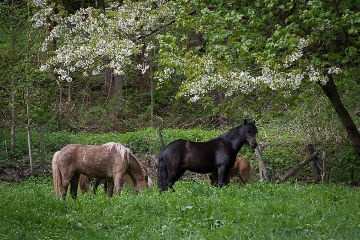 Classic Pony Schirmer Fotografieworkshop