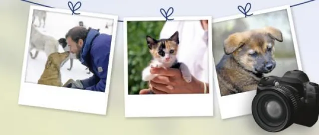 Bild: Starfotograf Manfred Baumann inszeniert für VIER PFOTEN „Mehr Menschlichkeit für Tiere“