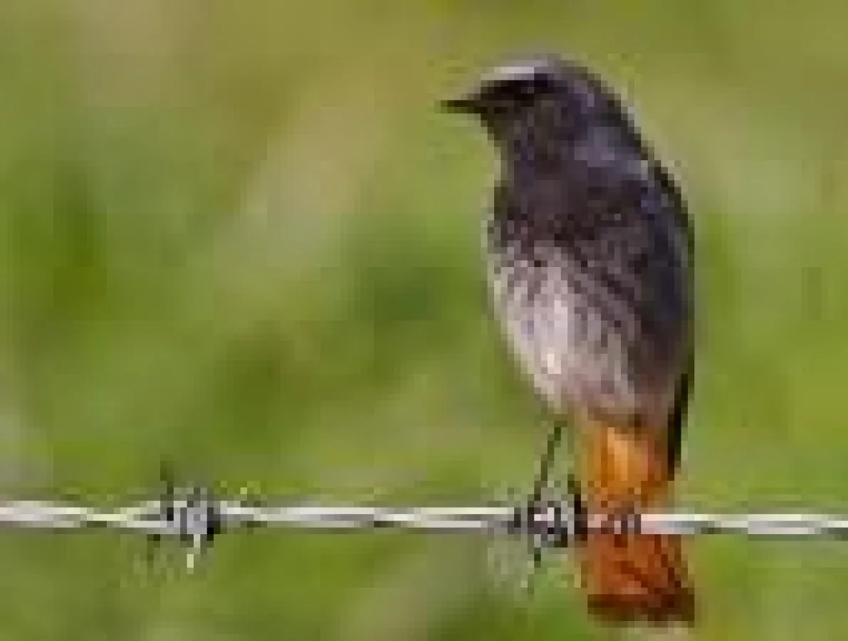 Stacheldraht muss weg