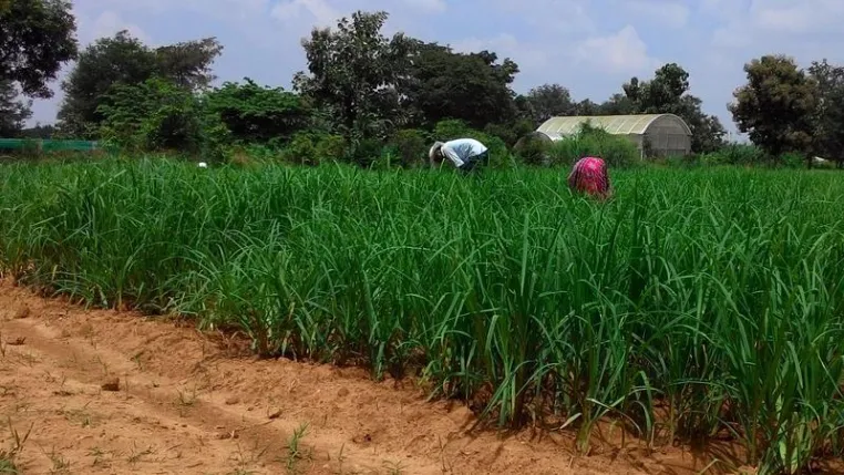 First Detailed Decoding of Complex Finger Millet Genome Bild: First Detailed Decoding of Complex Finger Millet Genome