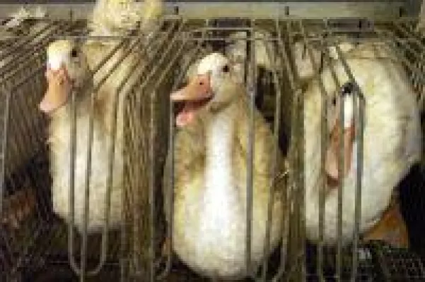 Bild: Zum 11.11.: Tierschützer schreiben EU-Abgeordnete an und fordern EU-weites Verbot der Stopfleberproduktion