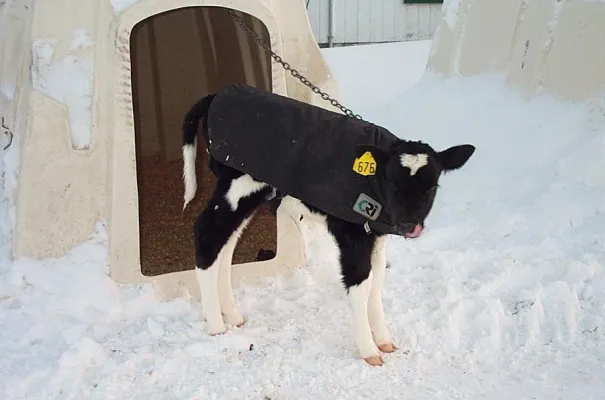 Hochkarätige AVA Kälberfortbildung für Tierärzte Bild: Hochkarätige AVA Kälberfortbildung für Tierärzte