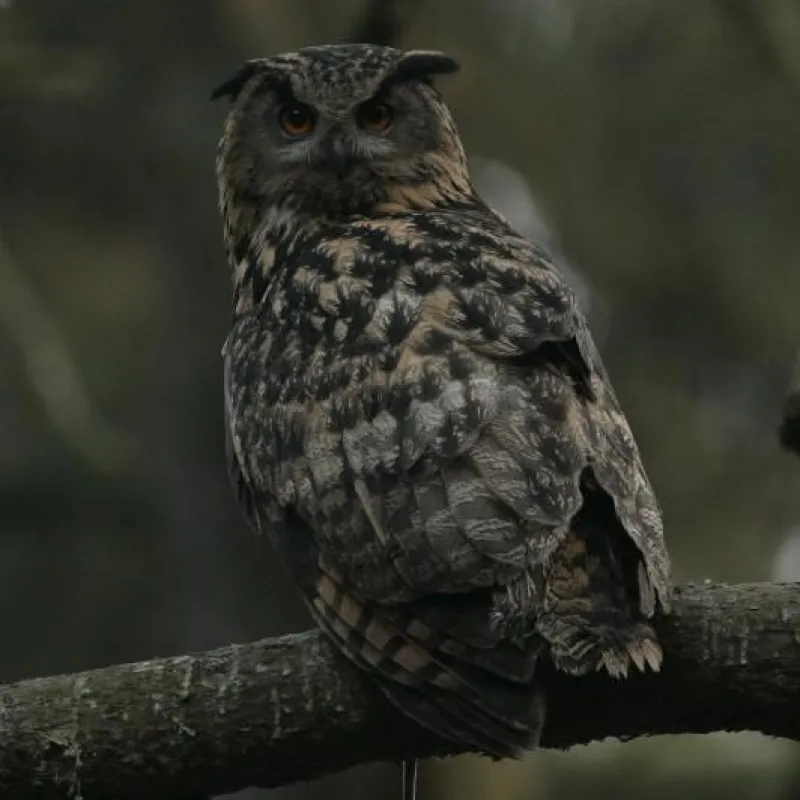 Uhu nach der Jagd. Bild: Dr. C. Fried
