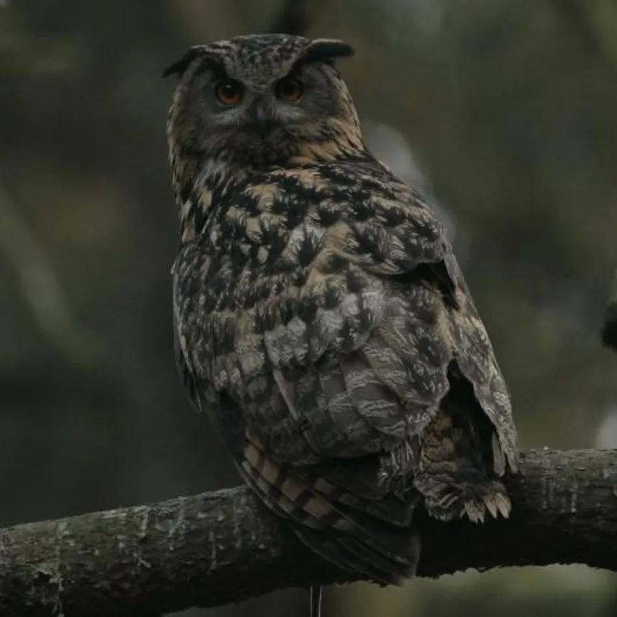 Uhu nach der Jagd. Bild: Dr. C. Fried