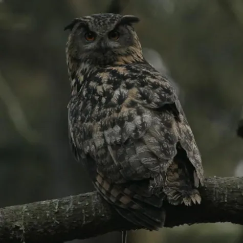 Bild: Uhus zu Weihnachten