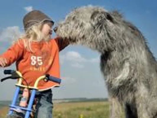 Bild: Hundeinfoportal unter den Top-Ten der Infoseiten beim Onlinestar