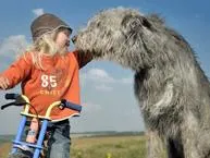 Bild: Hundeinfoportal unter den Top-Ten der Infoseiten beim Onlinestar