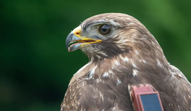 Bewegte Welt: Neuer LOEWE-Schwerpunkt VEBITA untersucht tierische Mobilität Bild: Bewegte Welt: Neuer LOEWE-Schwerpunkt VEBITA untersucht tierische Mobilität