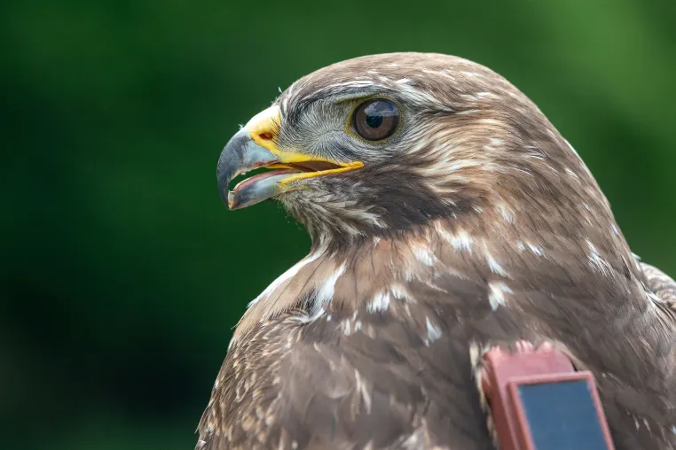 Bild: Bewegte Welt: Neuer LOEWE-Schwerpunkt VEBITA untersucht tierische Mobilität