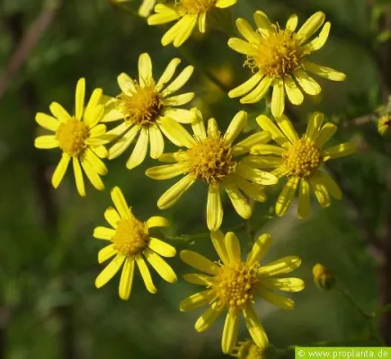 Bild: Jakobs-Kreuzkraut – ein Weideunkraut auf dem Vormarsch