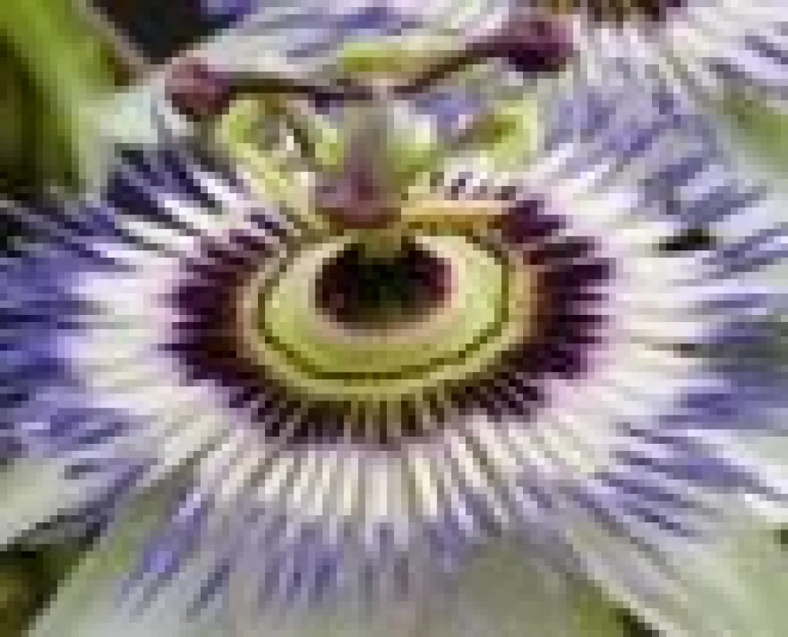 Passionsblume (Copyright: APOMEDICA)