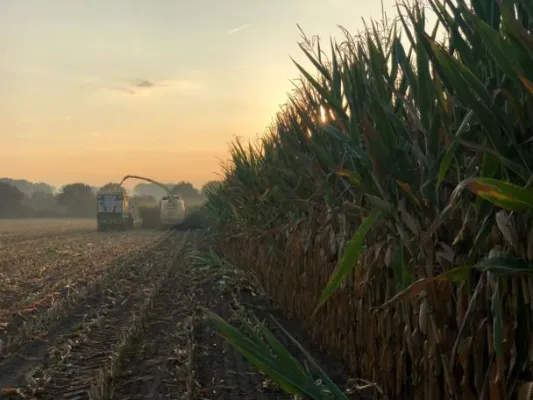 Bild: Neue Maissorten und ein bekannter Gewinner