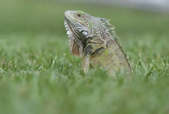 Bild: Philosophie des Geistes: Haben Tiere Rationalität?