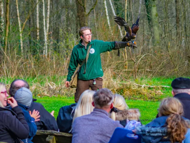 Bild: Tägliche Greifvogel Flugschauen im Wildpark Müden
