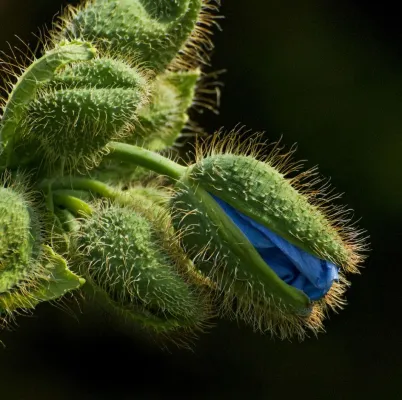 Bild: Frühlingserwachen - Eintägiges Fotoseminar "Einstieg in die Pflanzenfotografie“ mit der Fotoschule des Sehens