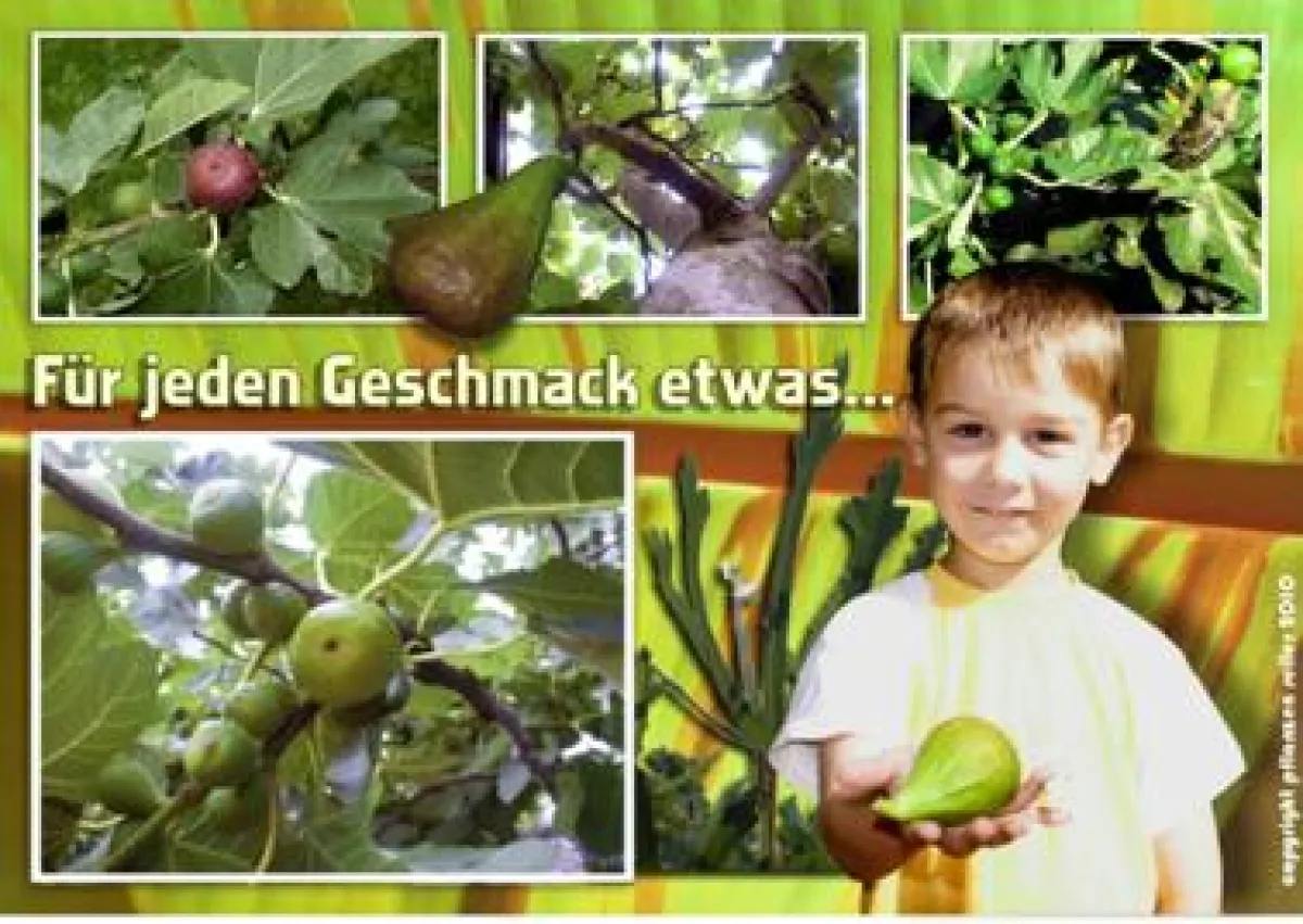 Hier ist man richtig, wenn man einen Feigenbaum kaufen möchte!