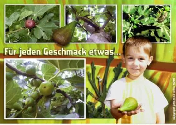 Bild: Nie da gewesene Auswahl beim Feigenbaum kaufen