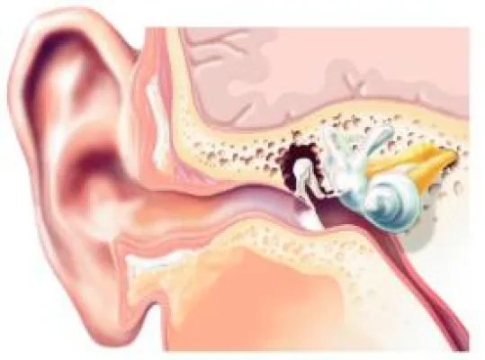 Bild: So funktioniert das Hören