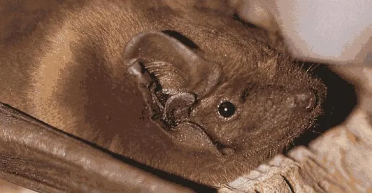 Einzigartiges Nachtprogramm zum Schutz der Fledermäuse Bild: Einzigartiges Nachtprogramm zum Schutz der Fledermäuse