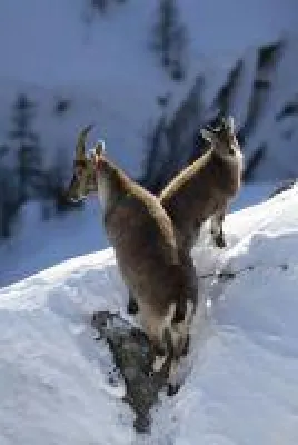 Bild: Fast & Slow - Vom weltschnellsten zum langsamsten Skivergnügen