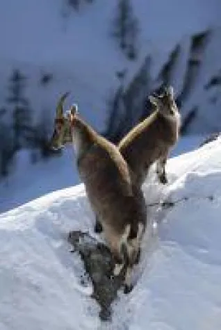 Bild: Fast & Slow - Vom weltschnellsten zum langsamsten Skivergnügen