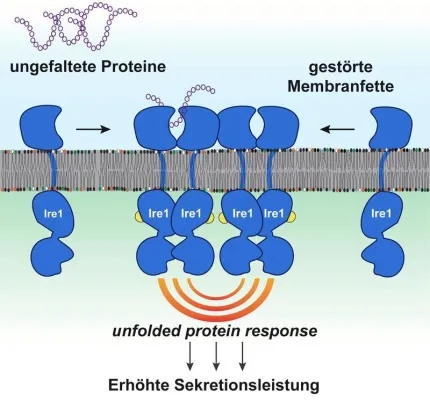 Bild: Molekularbiologen entdecken eine aktive Rolle von Membranfetten bei der Entstehung von Krankheiten
