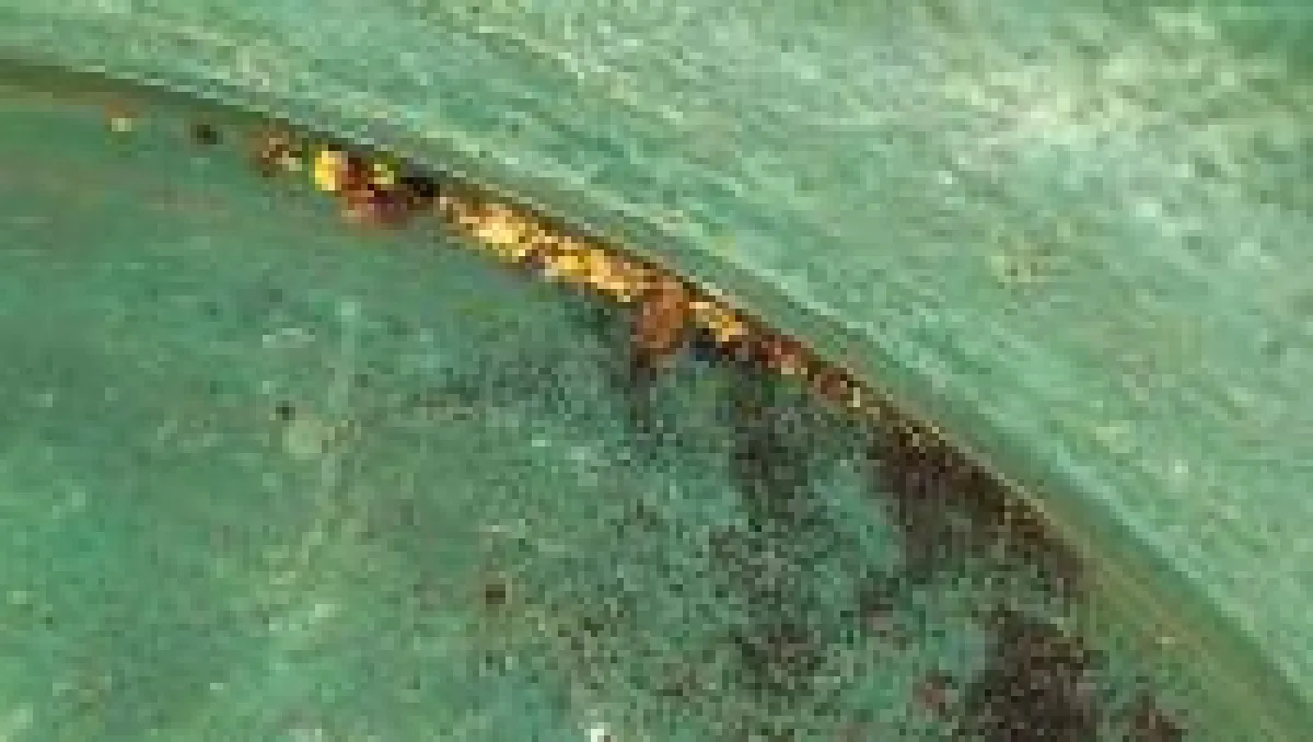 Freigold von Loudens Patch; Foto: De Grey Mining