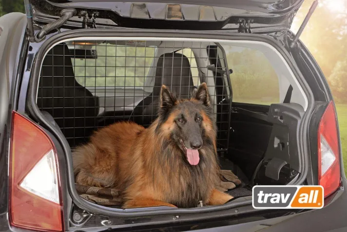 Bild: Hunde in Kleinwagen sicher transportieren