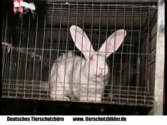 Bild: ARD-Plusminus zeigt erschreckendes Kaninchenmast-Video