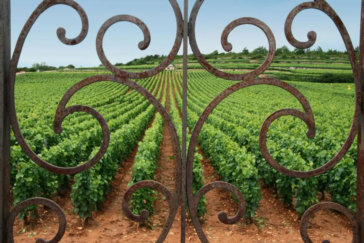 ?Le Montrachet? im Burgund ist die teuerste Weißweinlage der Welt.  Diese Rebfläche ist so teuer, dass  sie sich zahlreiche Winzer teilen müssen - einige verfügen gar nur über eine einzige Rebzeile.