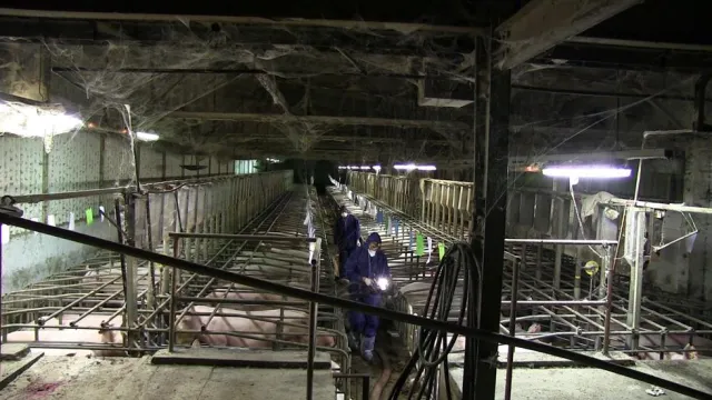 Bild: Heimliches Filmen in Schweinezucht war nicht illegal