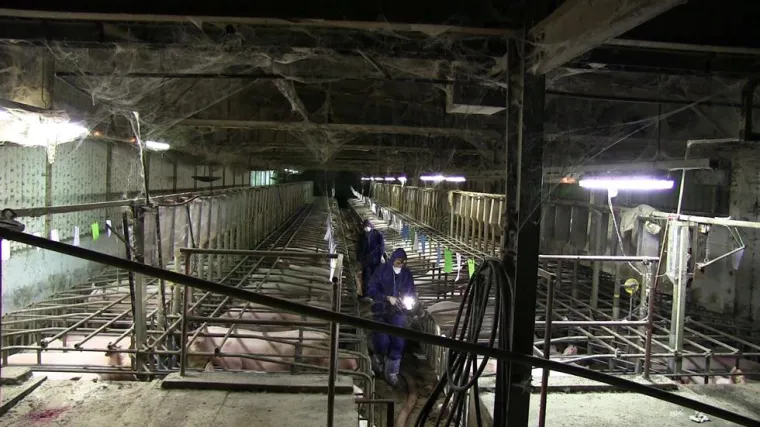 Heimliches Filmen in Schweinezucht war nicht illegal Bild: Heimliches Filmen in Schweinezucht war nicht illegal