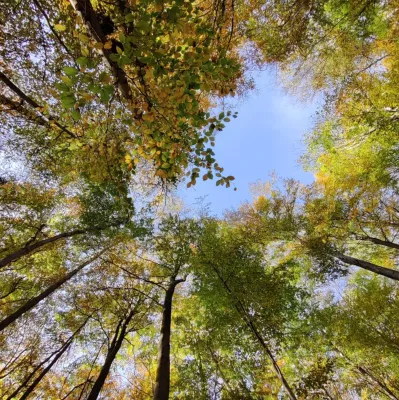 Bild: Klimawandel verändert Wasserverteilung im Wald