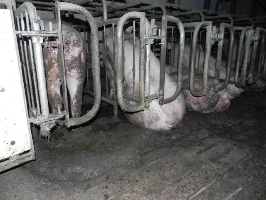 Wieder massives Tierleid in riesiger Schweinefabrik – Verordnungslücke bedeutet zusätzliche Qual für Jungsauen Bild: Wieder massives Tierleid in riesiger Schweinefabrik – Verordnungslücke bedeutet zusätzliche Qual für Jungsauen