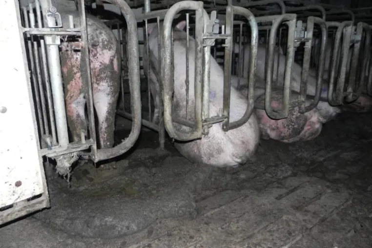 Wieder massives Tierleid in riesiger Schweinefabrik – Verordnungslücke bedeutet zusätzliche Qual für Jungsauen Bild: Wieder massives Tierleid in riesiger Schweinefabrik – Verordnungslücke bedeutet zusätzliche Qual für Jungsauen