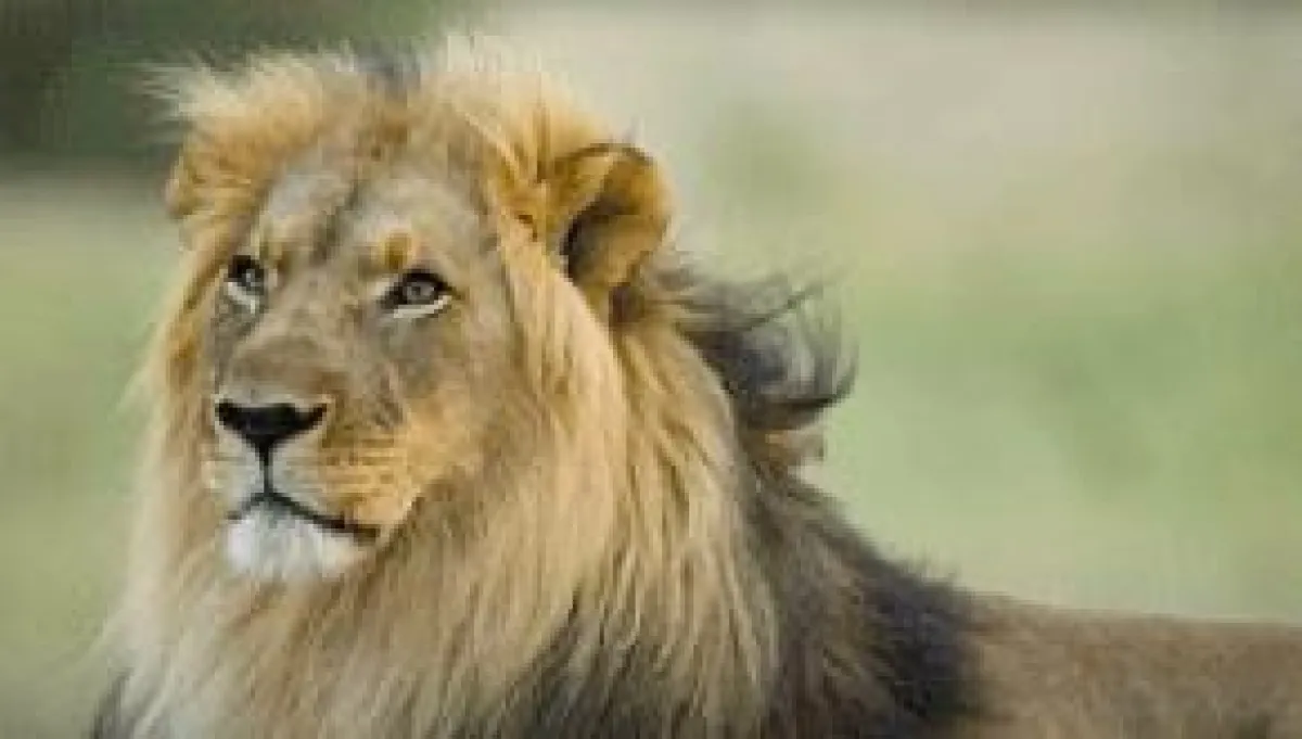 Typisches Foto einer Namibia Reise: Löwenmännchen mit dunkler Mähne.