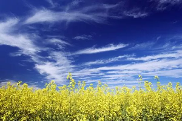 Farbenpracht im Frühling - Der Raps blüht Bild: Farbenpracht im Frühling - Der Raps blüht