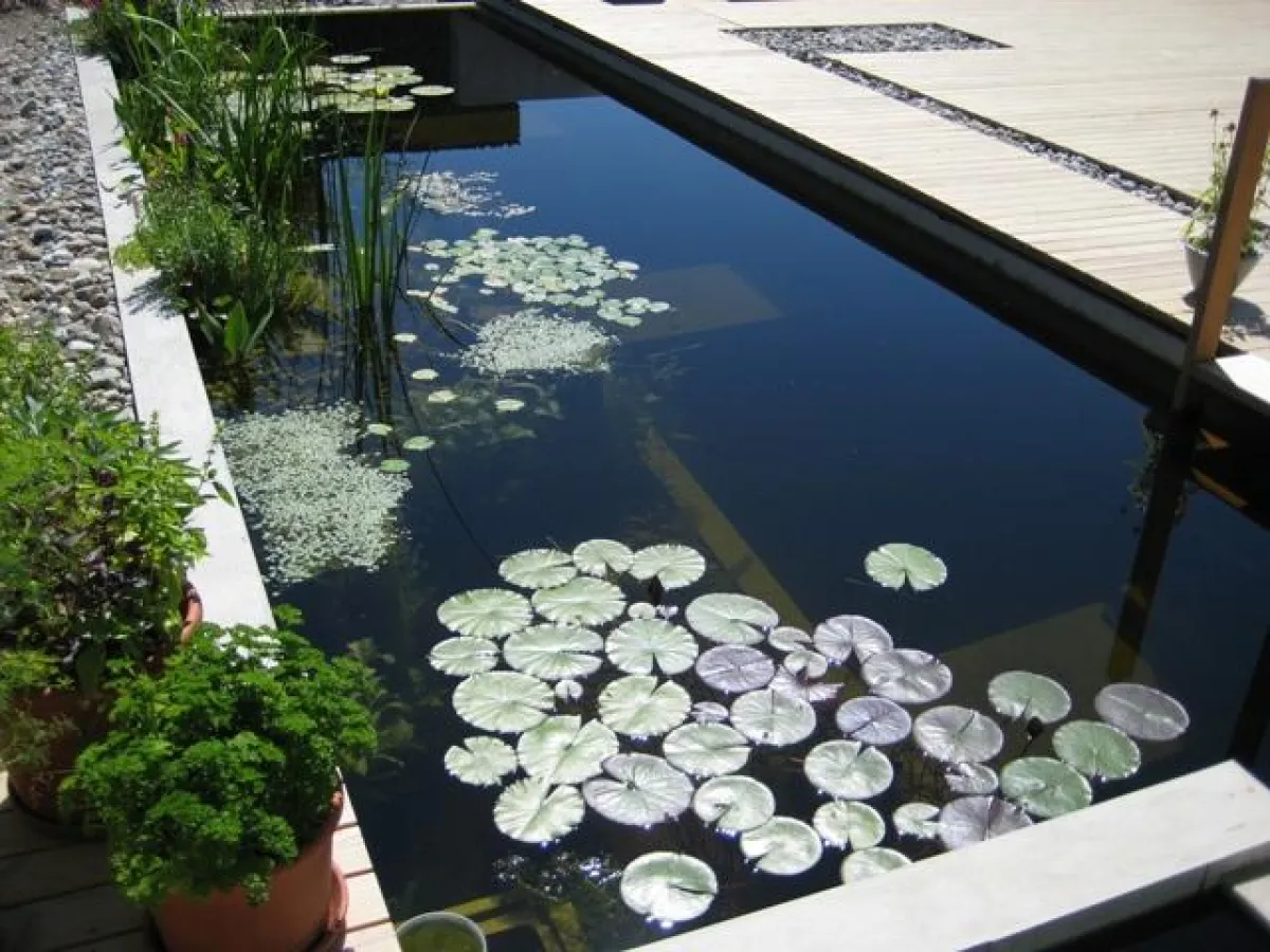 Biotop Swimming-Teich