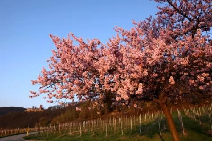 Bild: Im Frühjahr trägt die Pfalz rosa Die Mandelblüte erleben im Wellnesshotel Pfalzblick****s