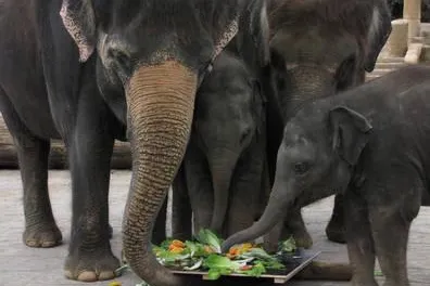 Minifant Soraya feiert ersten Geburtstag im Erlebnis-Zoo Hannover Bild: Minifant Soraya feiert ersten Geburtstag im Erlebnis-Zoo Hannover