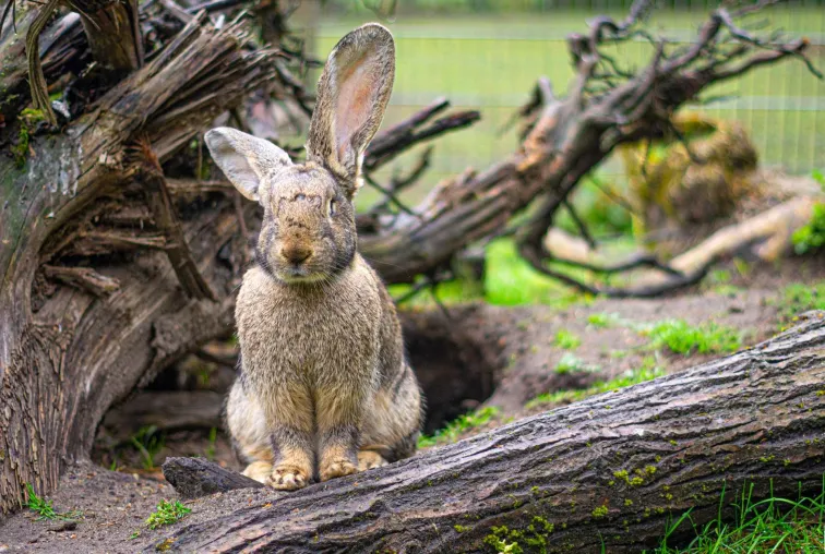 Bild: Die Tore des Wildpark Müden sind wieder offen!